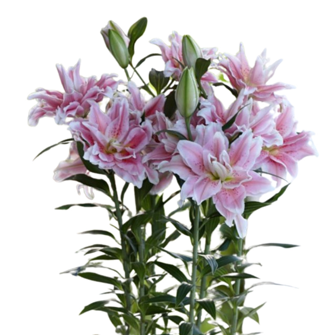 Oriental Rose Lily