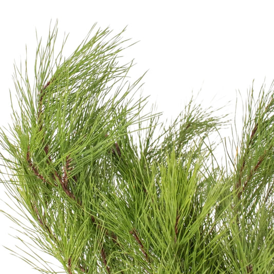 Pine