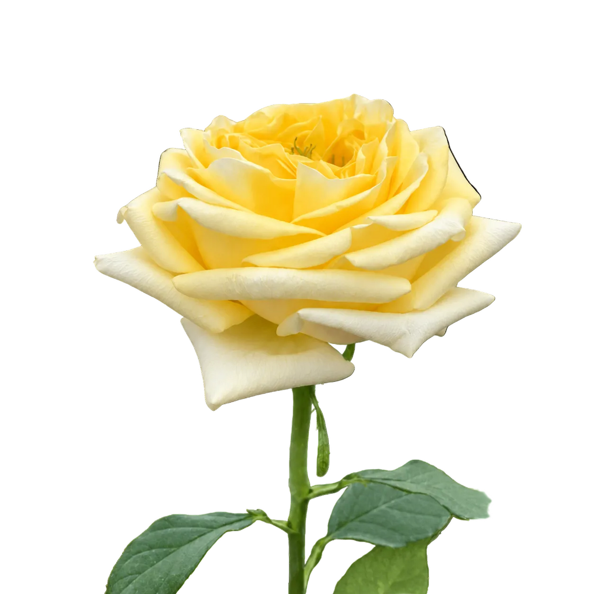 Rose Bundle - Sunny Days