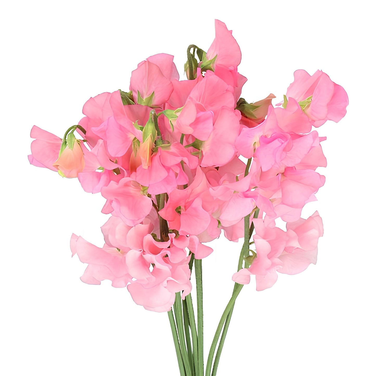 Sweet Pea