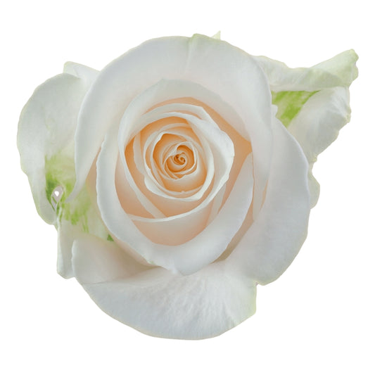 Rose Bundle - Vendela