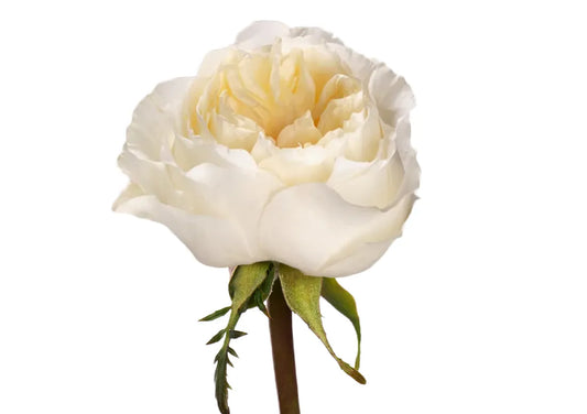 Rose Bundle - Vicky Garden