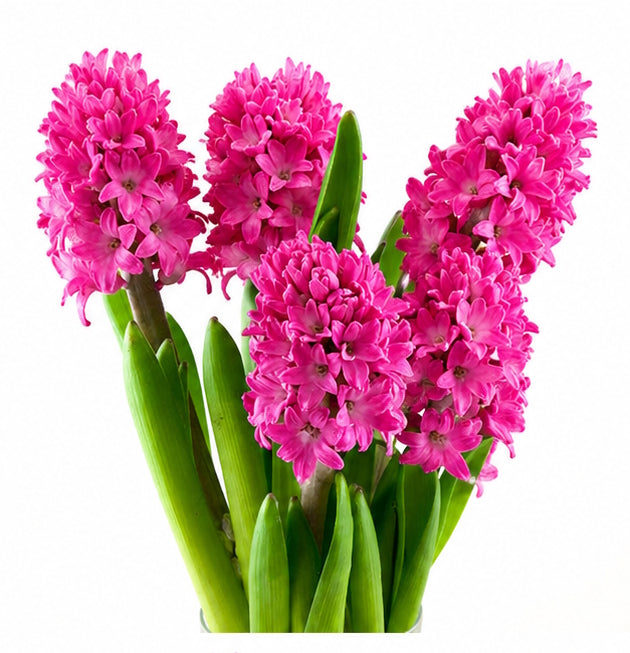 Hyacinth