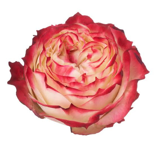 Rose Bundle - Apple Jack