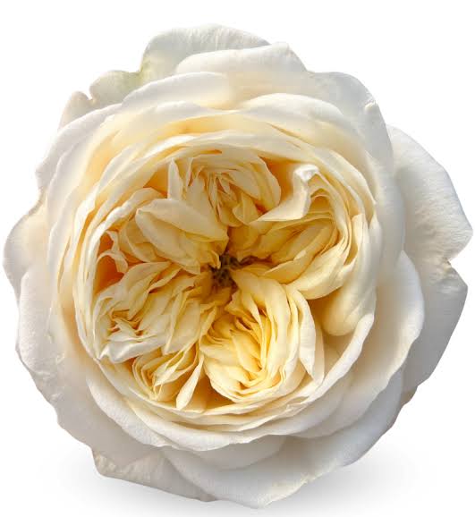 Rose Bundle - Fatima Garden