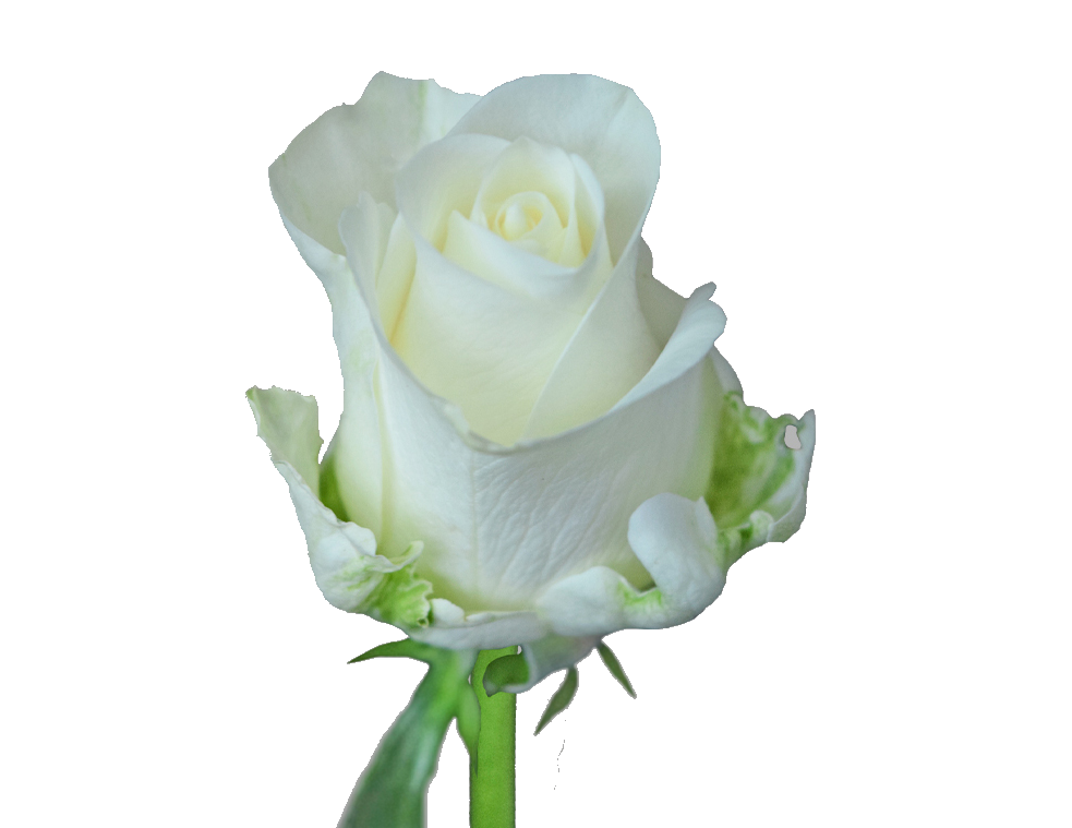 Rose Bundle - Tibet