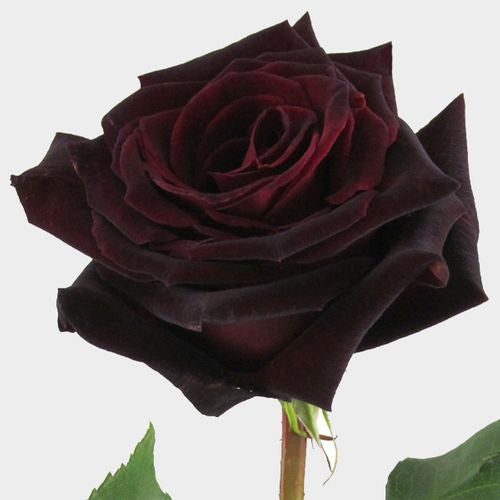 Rose Bundle - Black Baccara
