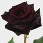 Rose Bundle - Black Baccara