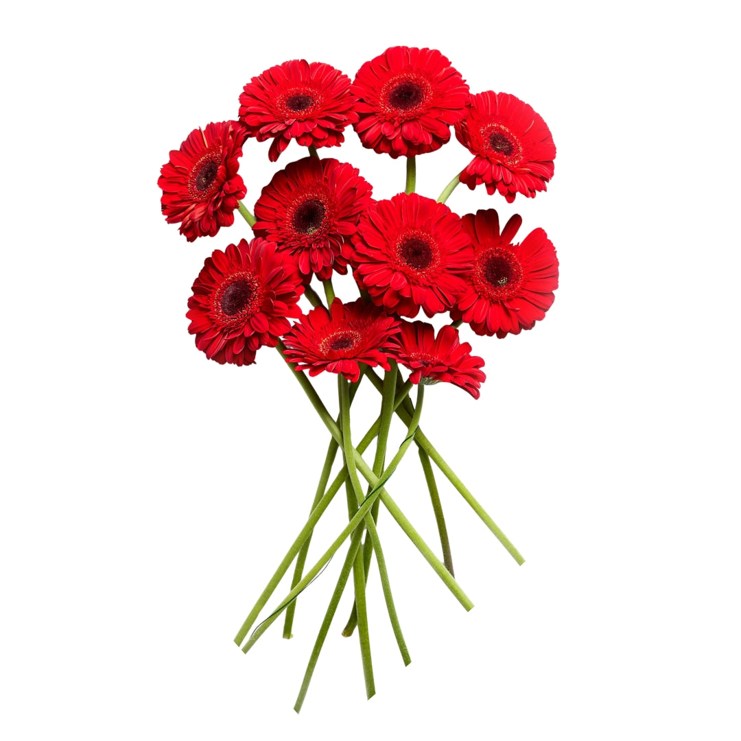 Gerbera