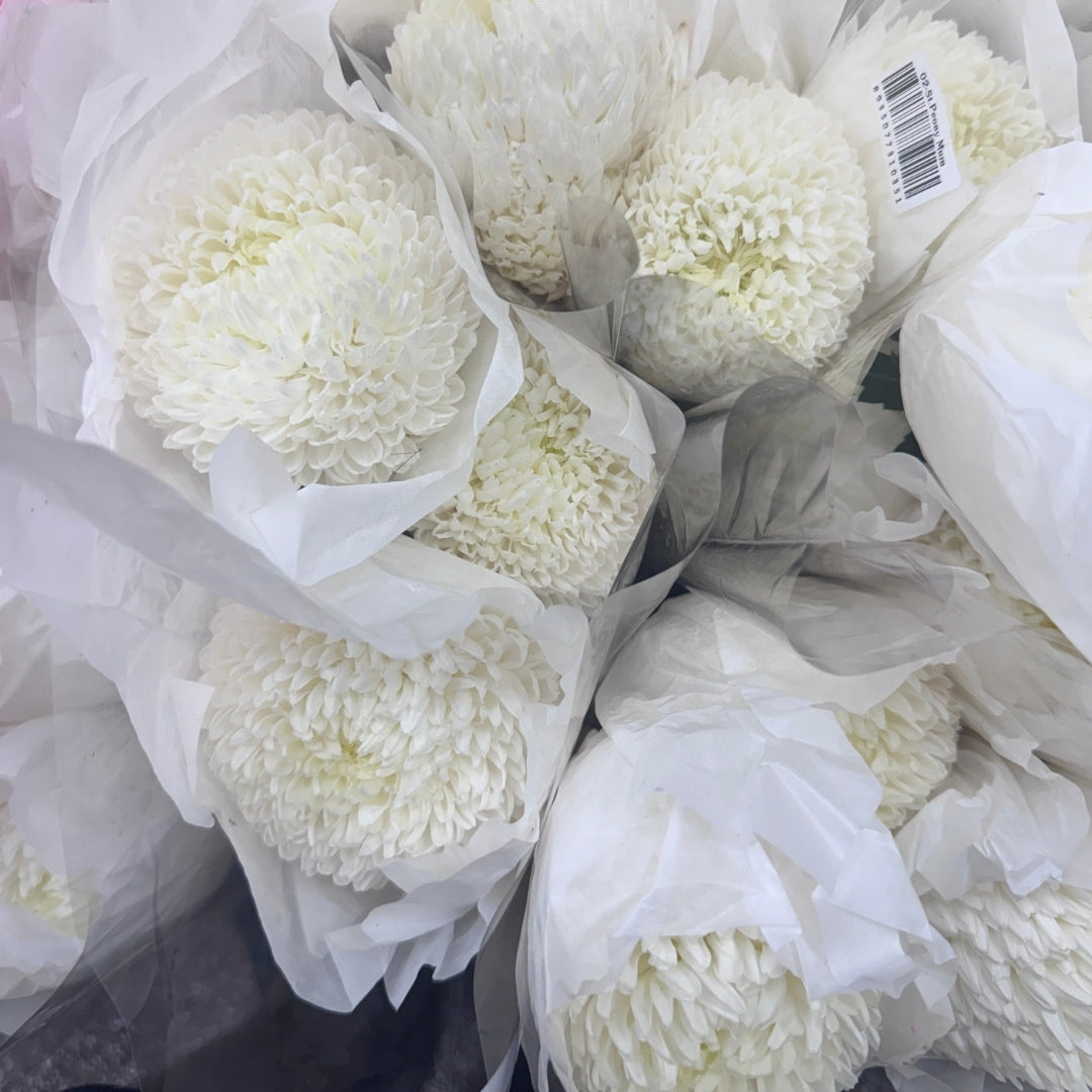 Chrysanthemums Big Mama