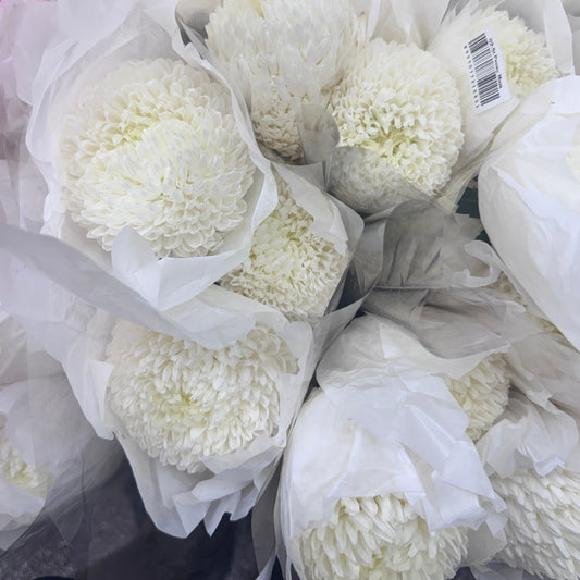 Chrysanthemums Big Mama