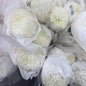 Chrysanthemums Big Mama