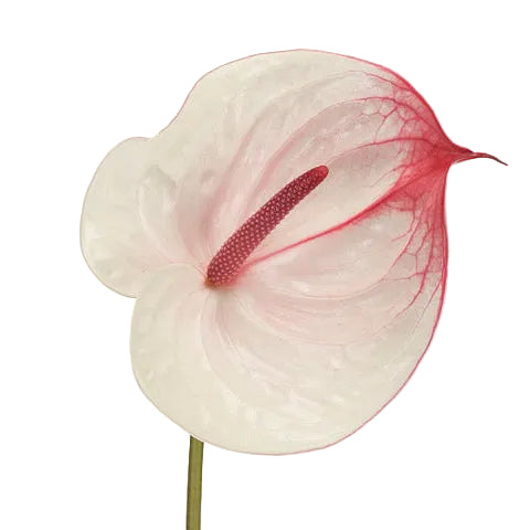 Anthuriums - L'amour