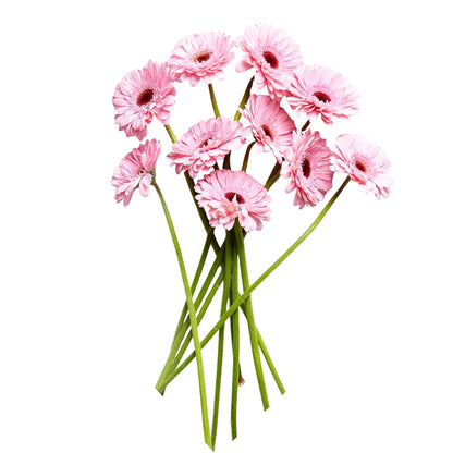 Gerbera