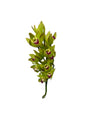 Orchid - Cymbidium Mini