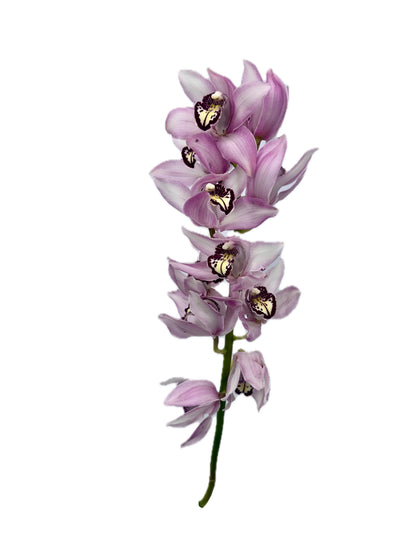 Orchid - Cymbidium Large