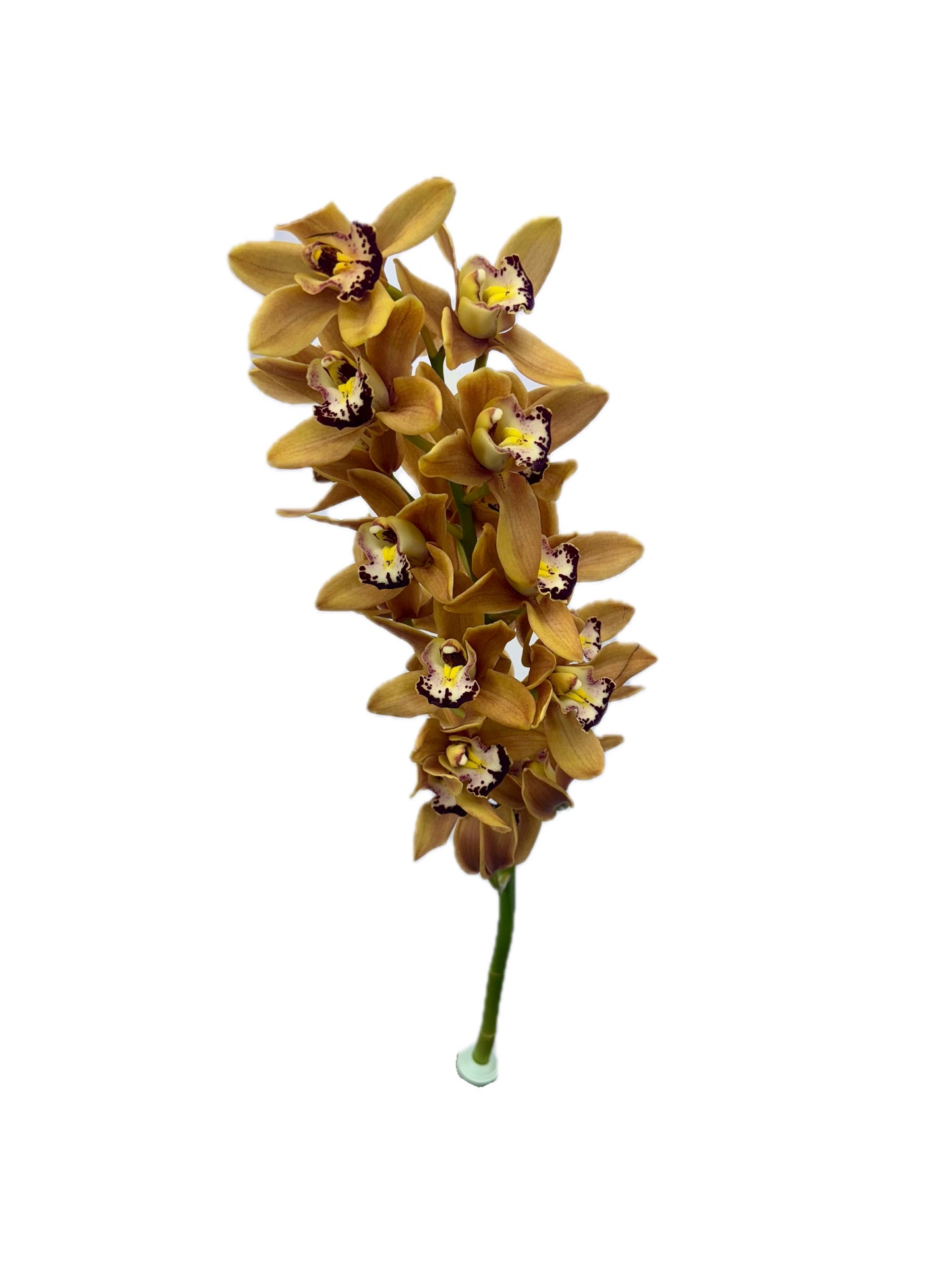 Orchid - Cymbidium Mini