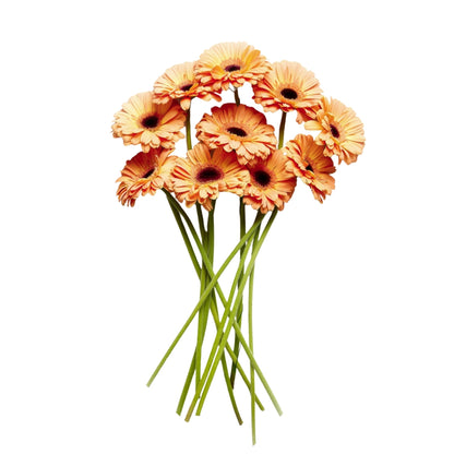 Gerbera