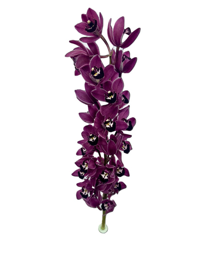 Orchid - Cymbidium Mini