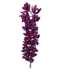 Orchid - Cymbidium Mini