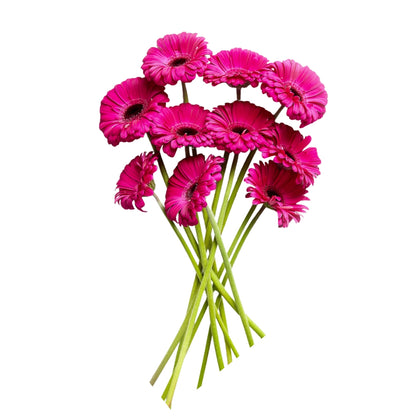 Gerbera