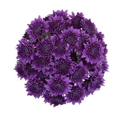 Chrysanthemums BlueOcean