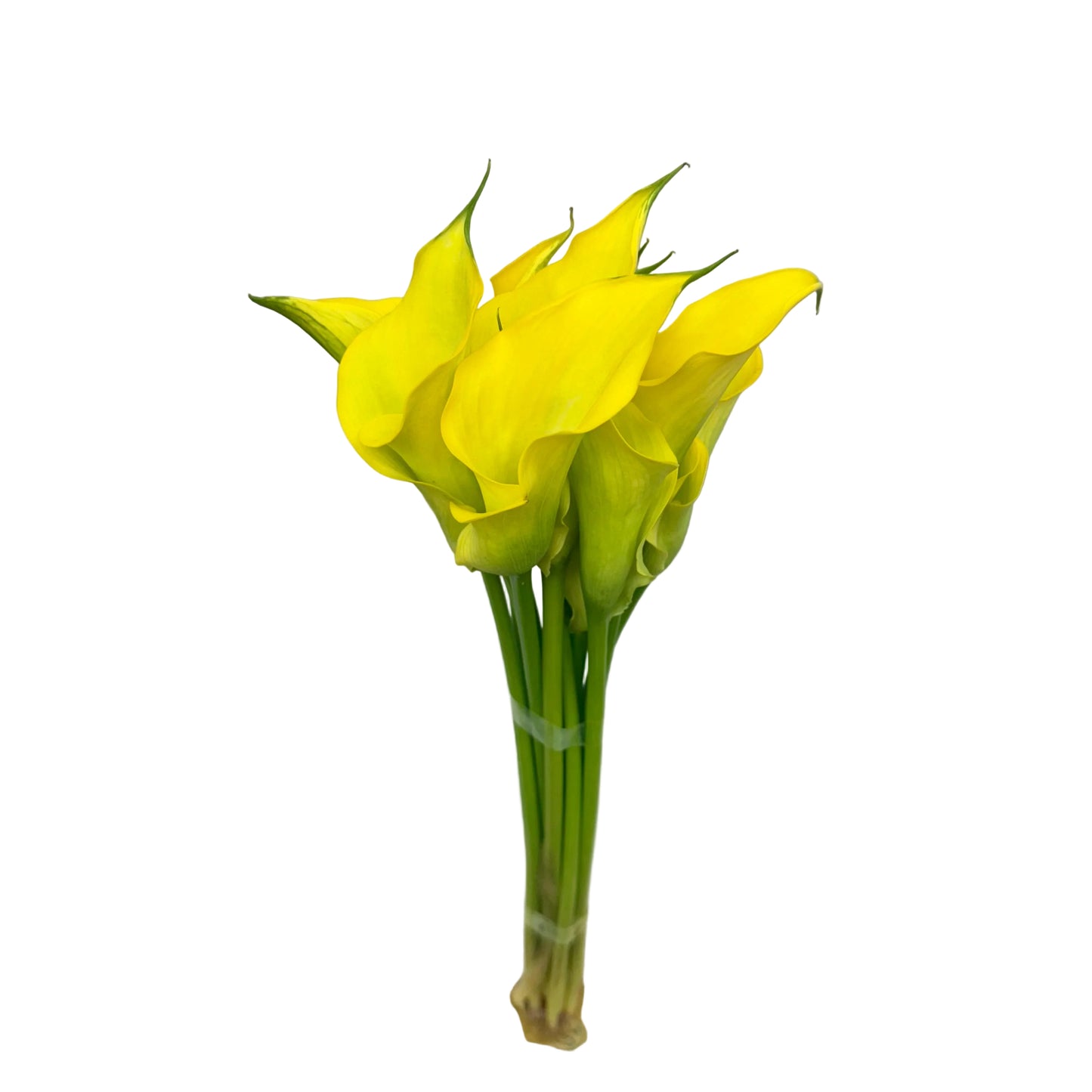 Calla Lily