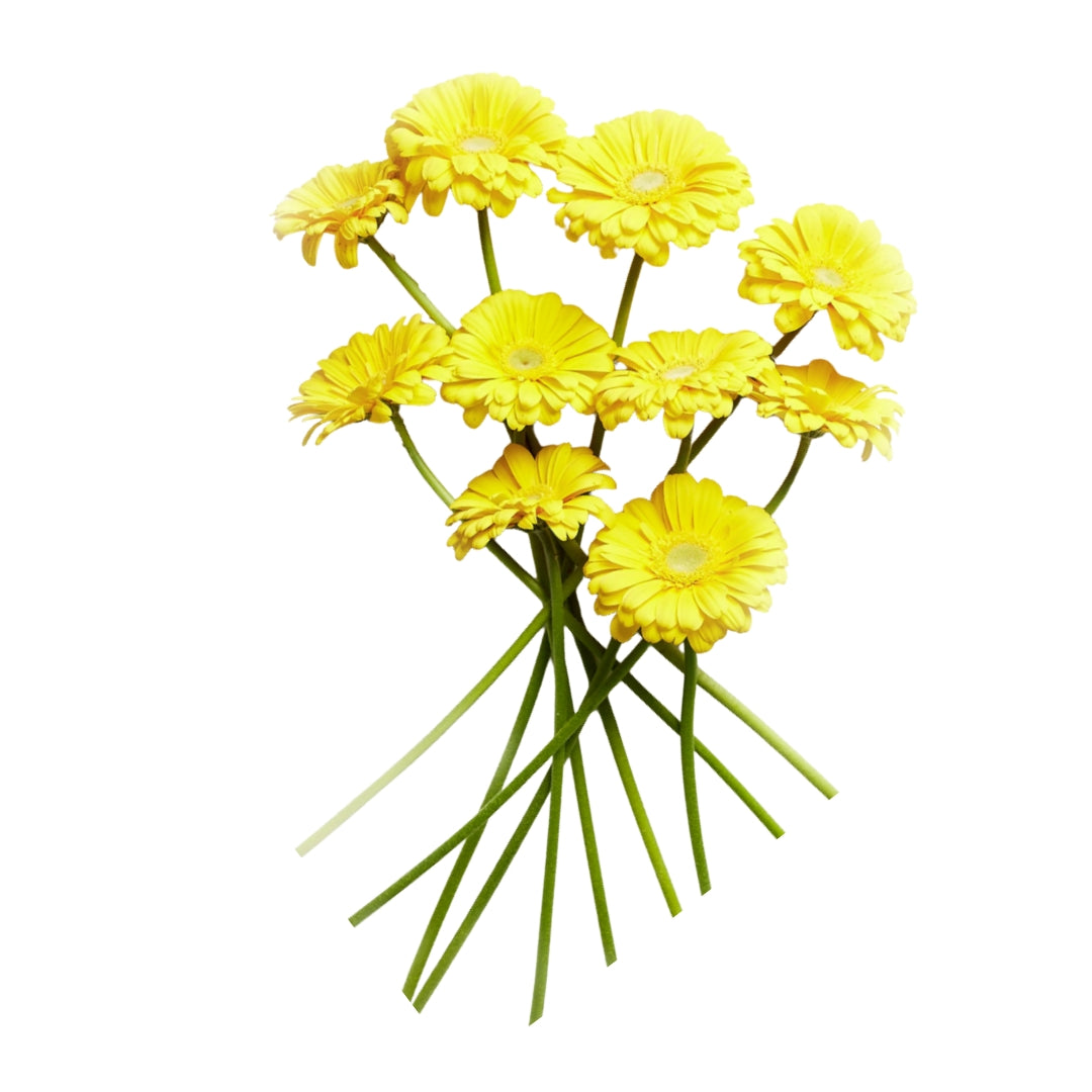 Gerbera