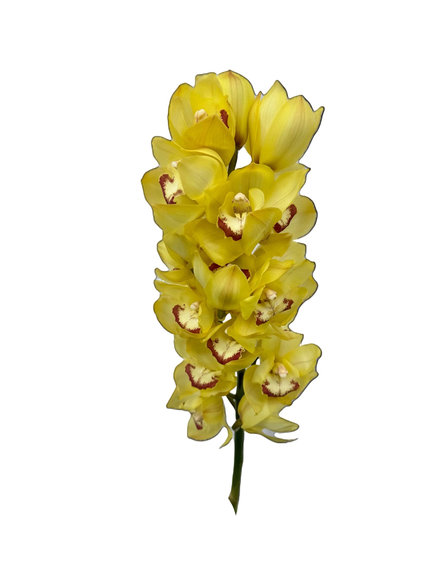 Orchid - Cymbidium Large