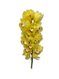 Orchid - Cymbidium Large