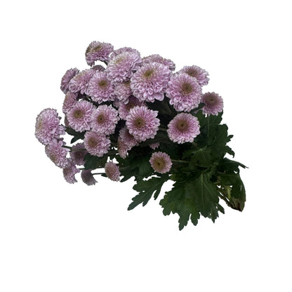 Chrysanthemums Button