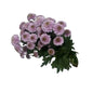 Chrysanthemums Button