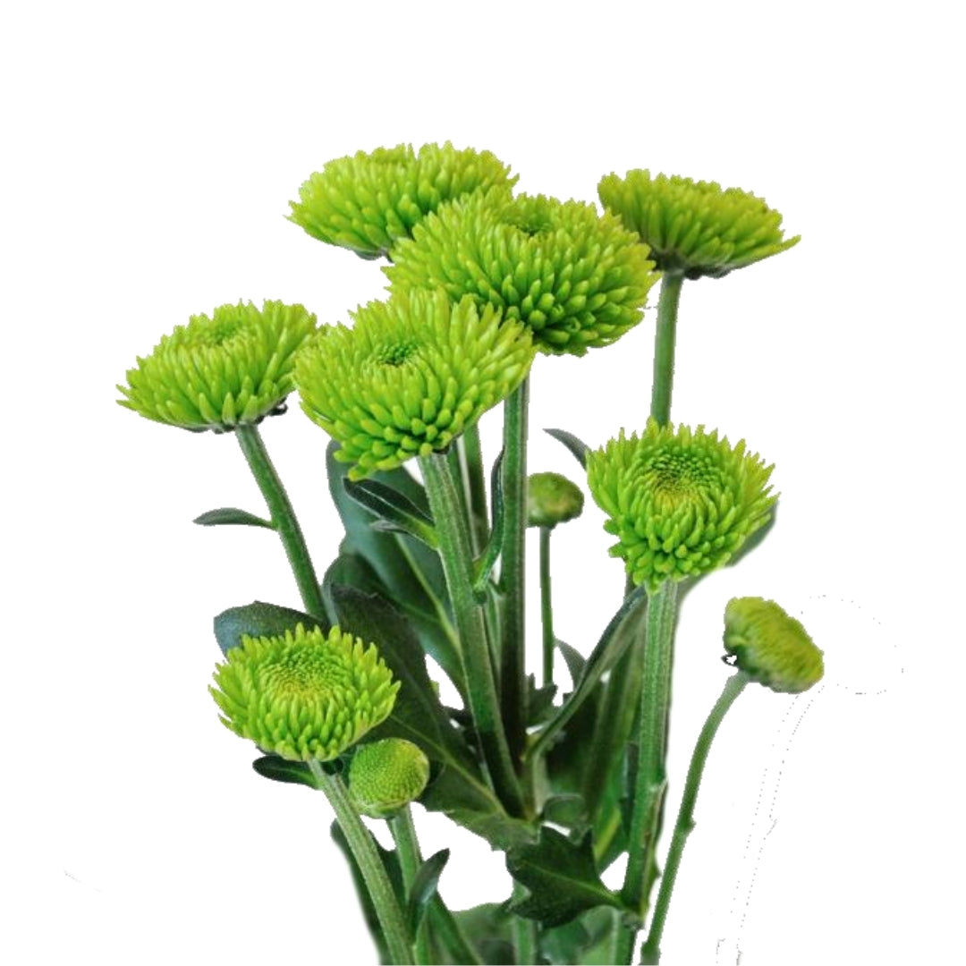 Chrysanthemums - Spray/Polaris