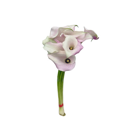 Calla Lily
