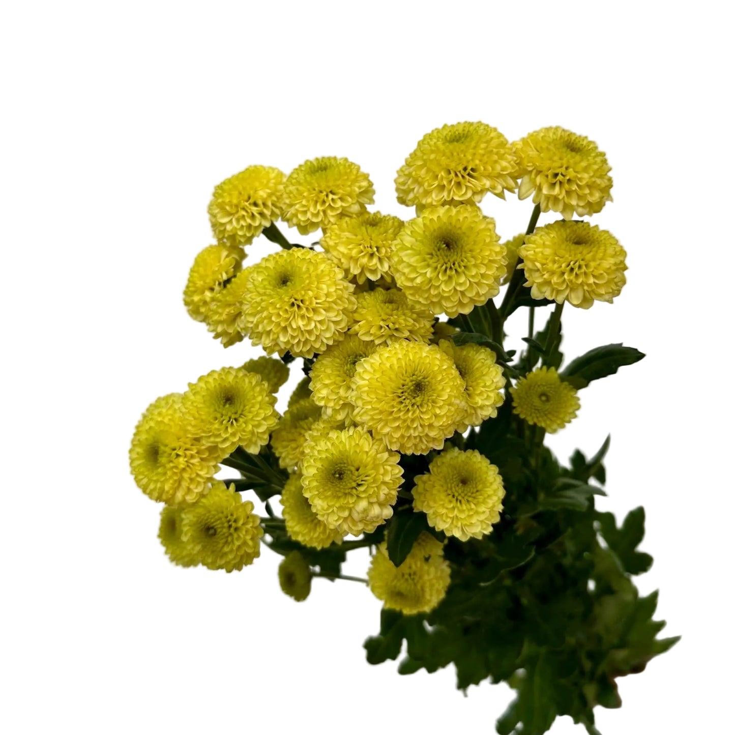 Chrysanthemums Button