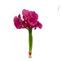 Calla Lily