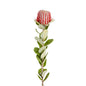 Coccinea