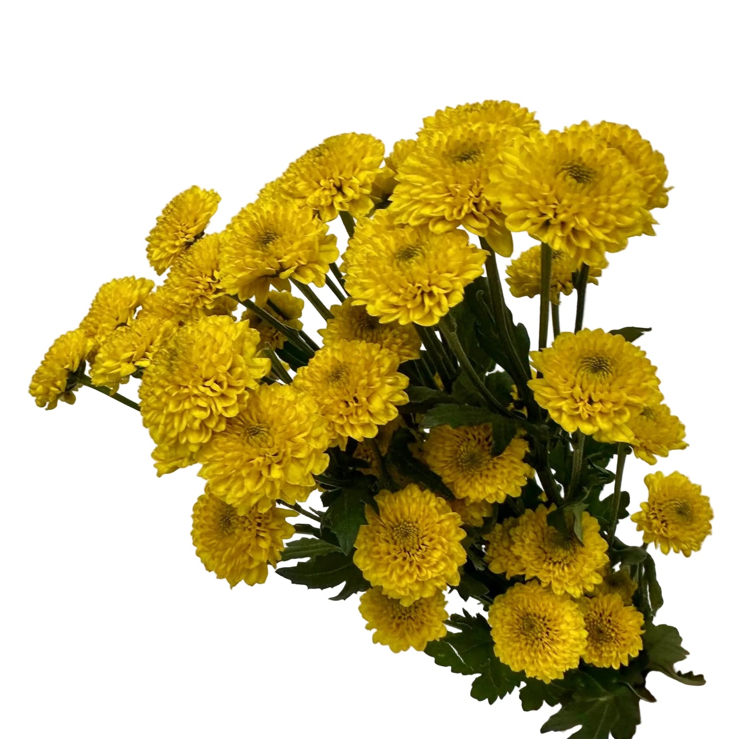 Chrysanthemums Button