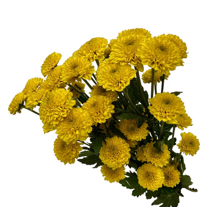 Chrysanthemums Button