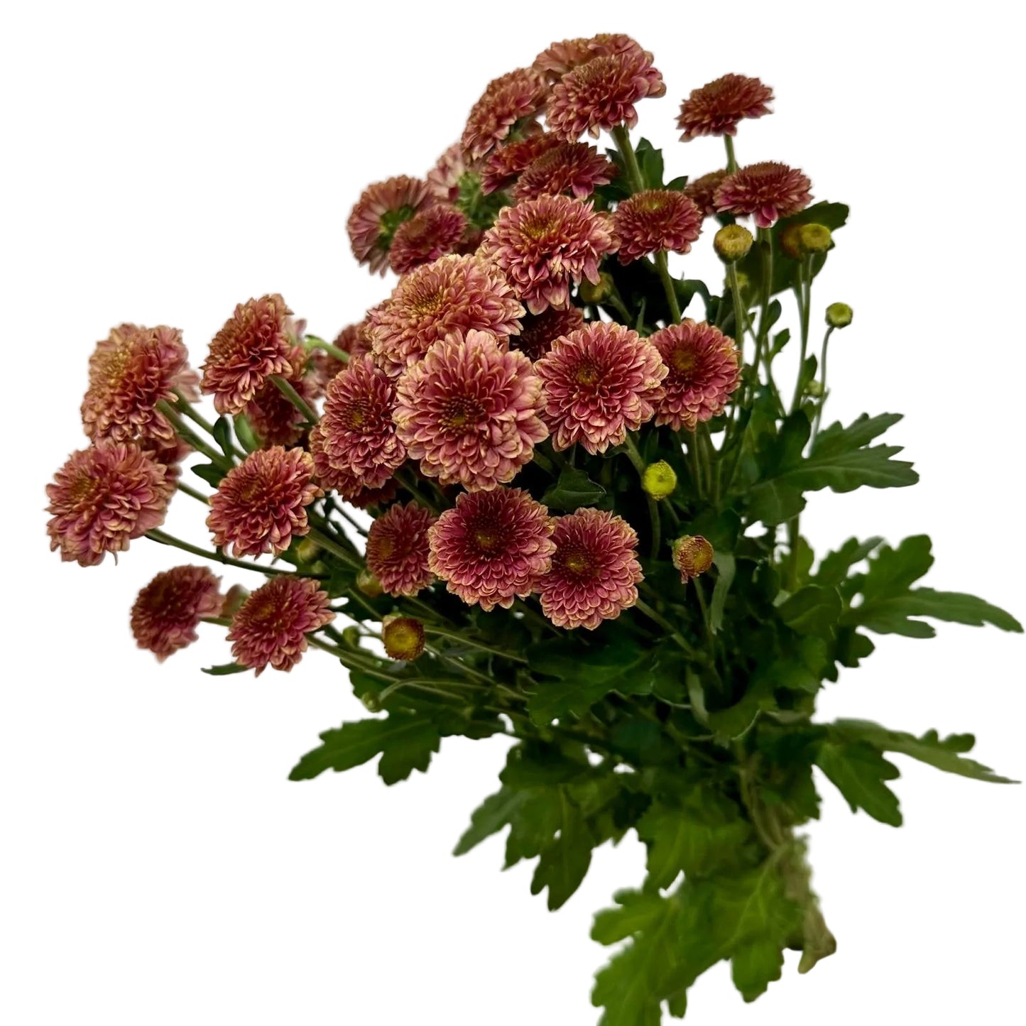 Chrysanthemums Button