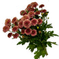 Chrysanthemums Button