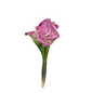 Calla Lily