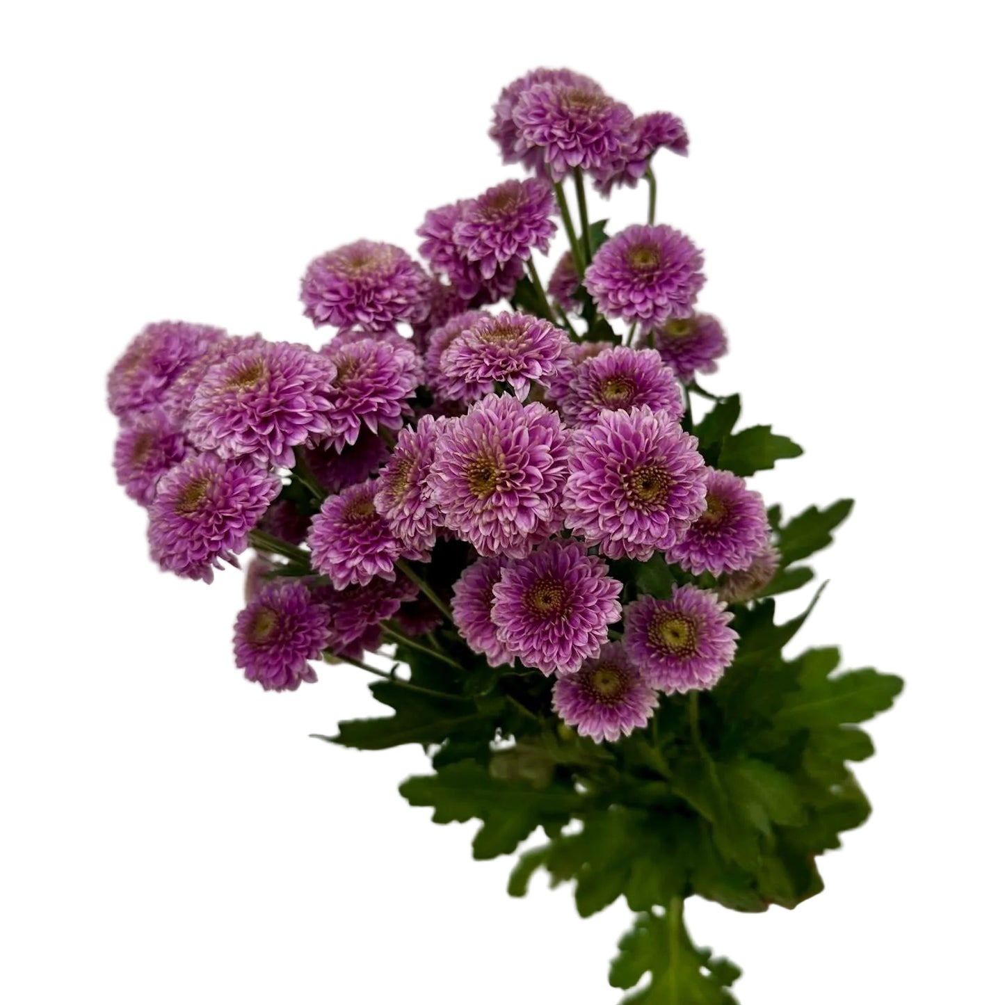 Chrysanthemums Button