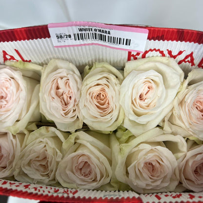 Rose Bundle - White O’Hara