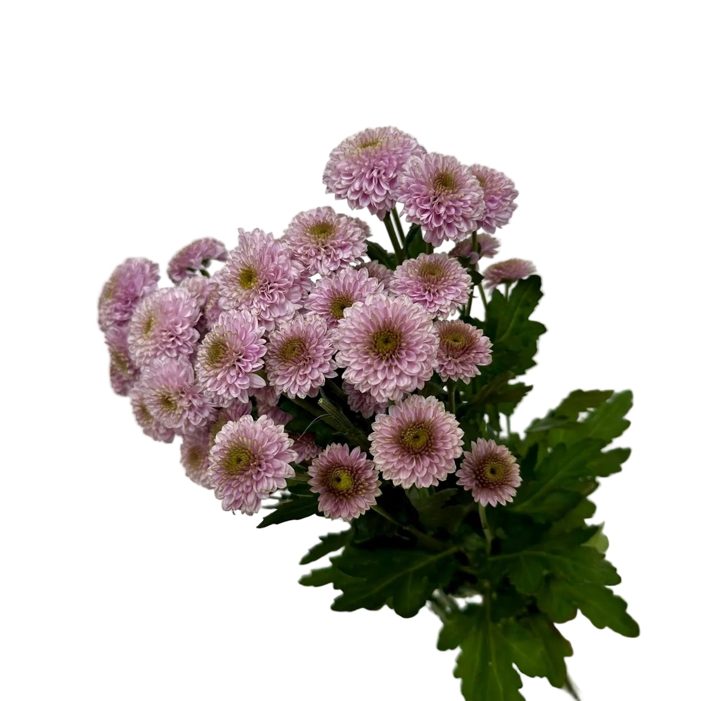 Chrysanthemums Button