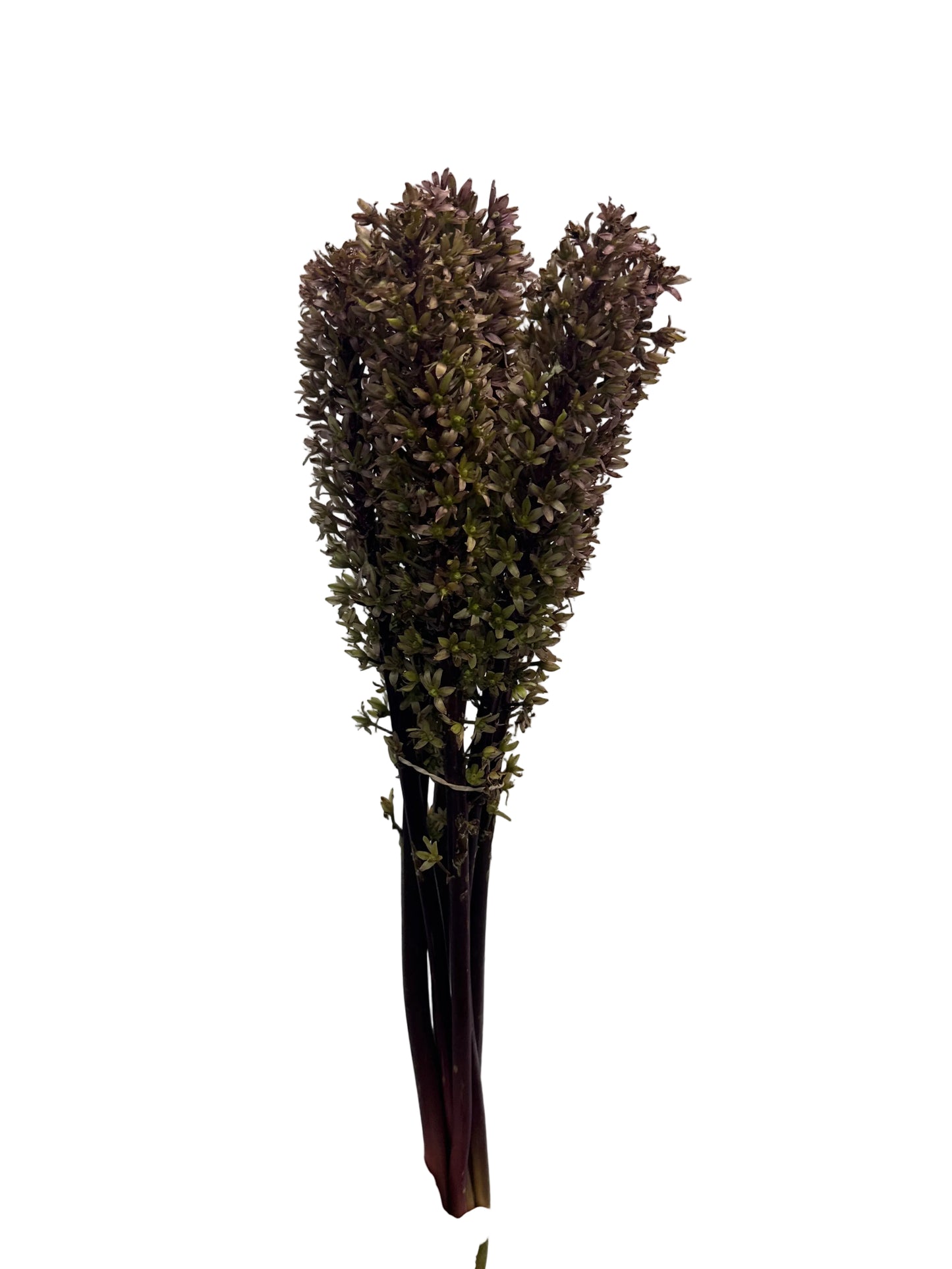 Pineapple Lily