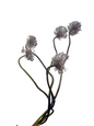 Allium Bunch