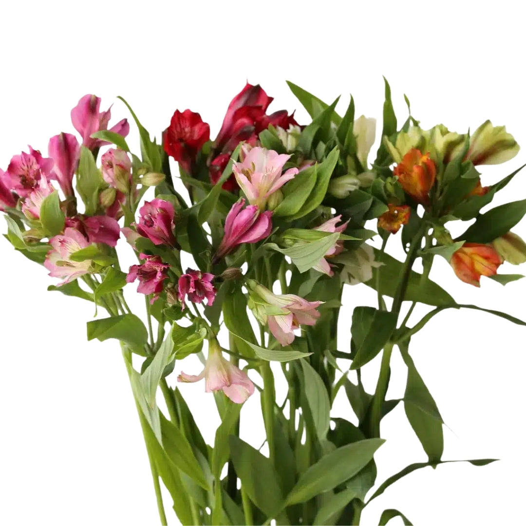Alstromeria