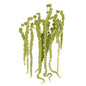 Amaranthus