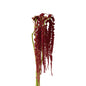 Amaranthus